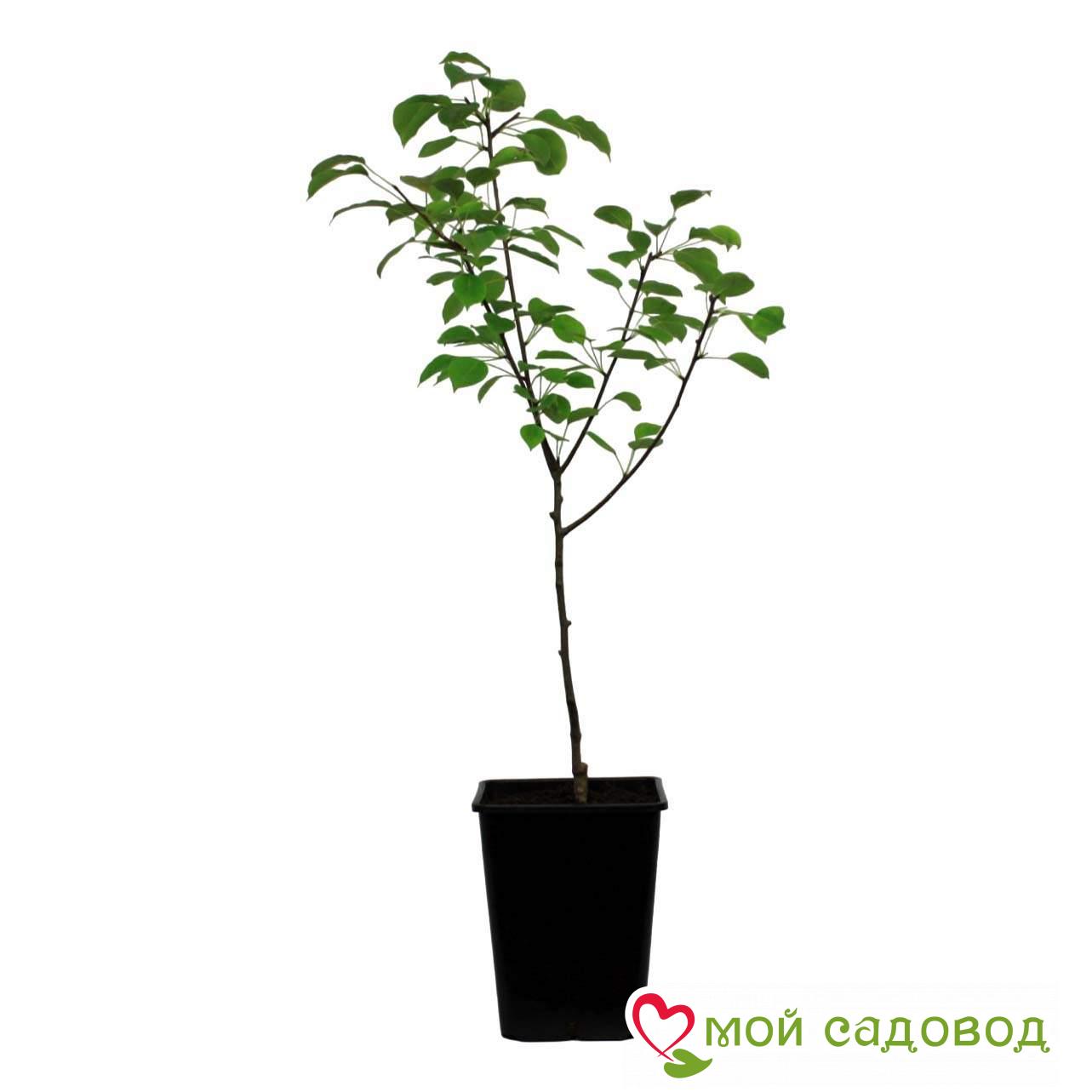 Груша Алтайская Красавица